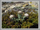 Noccaea magellanica