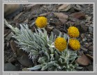 Senecio vaginifolius