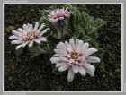 Leucheria leontopodioides
