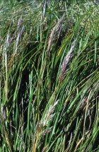 Cortaderia egmontiana