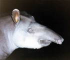 Tapirus terrestris