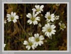 Cerastium arvense