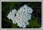 Achillea millefolium