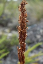 Chloraea cylindrostachya