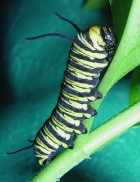 Danaus erippus