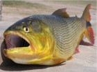 Salminus brasiliensis