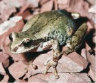 Gastrotheca christiani
