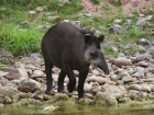 Tapirus terrestris