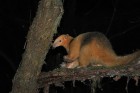 Tamandua tetradactyla