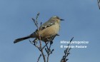 Mimus patagonicus