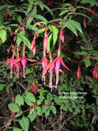 Fuchsia magellanica