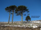 Araucaria araucana