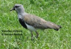 Vanellus chilensis
