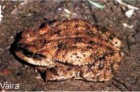 Rhinella gallardoi