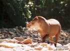 Tapirus terrestris