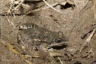 Leptodactylus latinasus