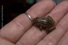 Leptodactylus gracilis