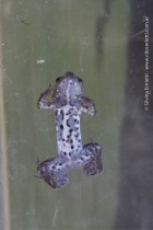 Physalaemus riograndensis