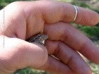 Scinax acuminatus