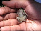 Scinax acuminatus