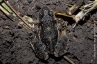 Leptodactylus latinasus