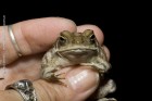 Rhinella arenarum