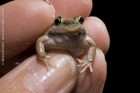 Leptodactylus latinasus