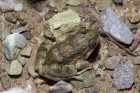 Leptodactylus latinasus