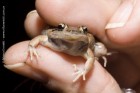 Leptodactylus latinasus