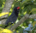 Saltator fuliginosus