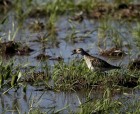 Calidris melanotos