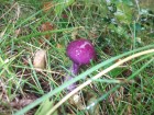 Cortinarius magellanicus