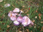 Cortinarius magellanicus