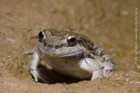 Leptodactylus latinasus