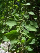 Vassobia breviflora