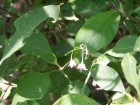 Vassobia breviflora