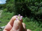 Vassobia breviflora