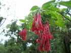 Fuchsia boliviana