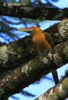 Pteroglossus bailloni