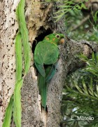 Psittacara leucophthalmus