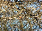 Trogon curucui