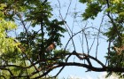 Tigrisoma lineatum