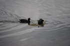 Fulica leucoptera