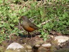 Turdus rufiventris