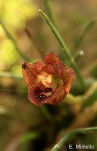 Maxillaria spegazziniana