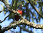 Trogon surrucura