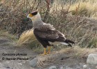 Caracara plancus