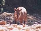 Tapirus terrestris