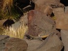 Phymaturus palluma