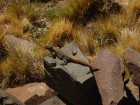 Phymaturus palluma